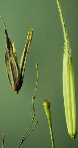 Image shows a close up of the shape of a wild rice seed.